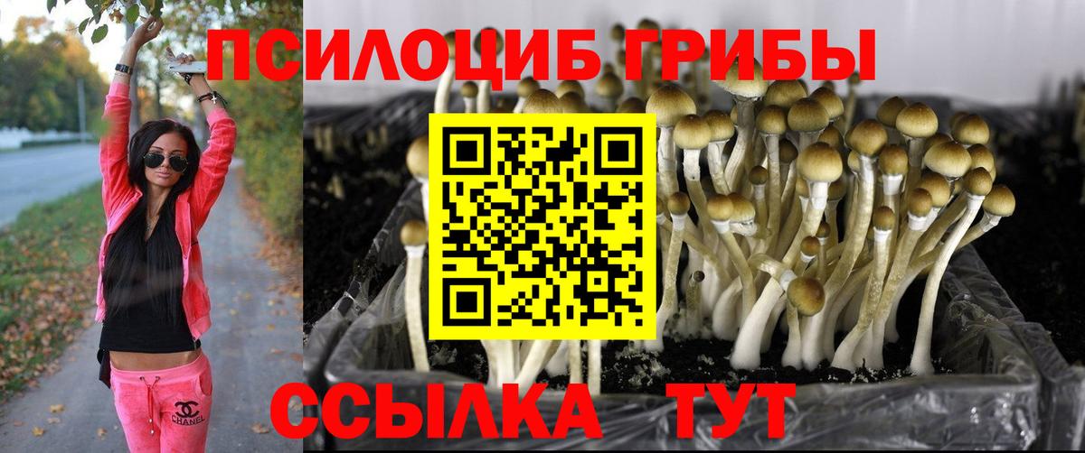 Галлюциногенные грибы мицелий  Псилоцибиновые грибы Psilocybe  Кузнецк  Вход с VPN 